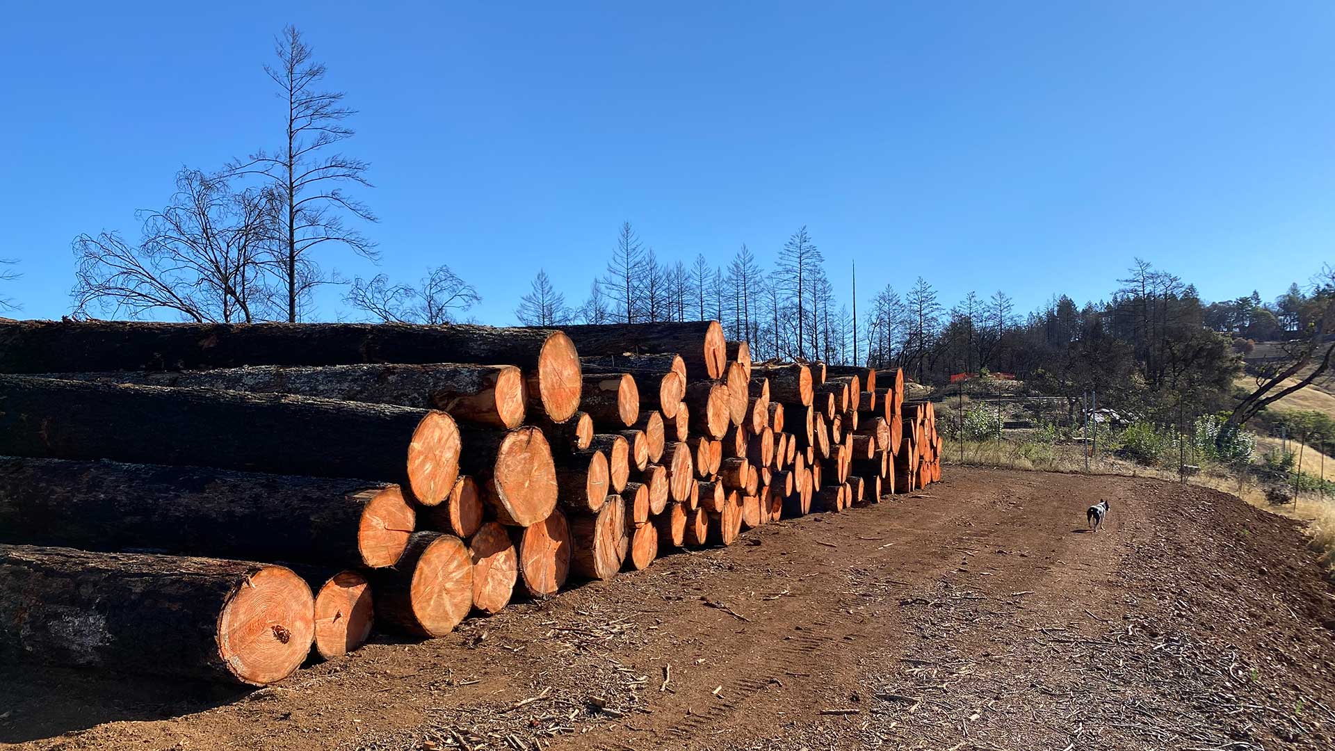 Mobile Wood Milling Services JL Palo Urbano serves Northern CA